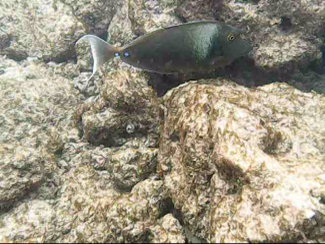 Day13 snorkeling-